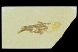 Bargain, Fossil Fish (Knightia) - Wyoming #120625-1